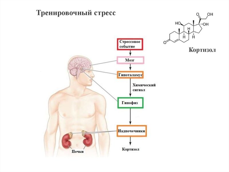 Кортизол повышен: естественные способы понизить гормон стресса