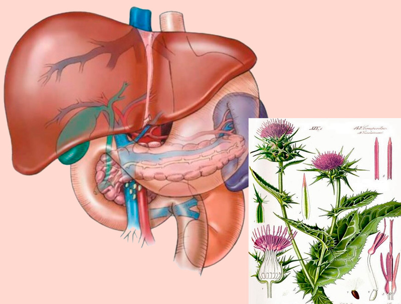 Экстракт расторопши: защита и очищение печени