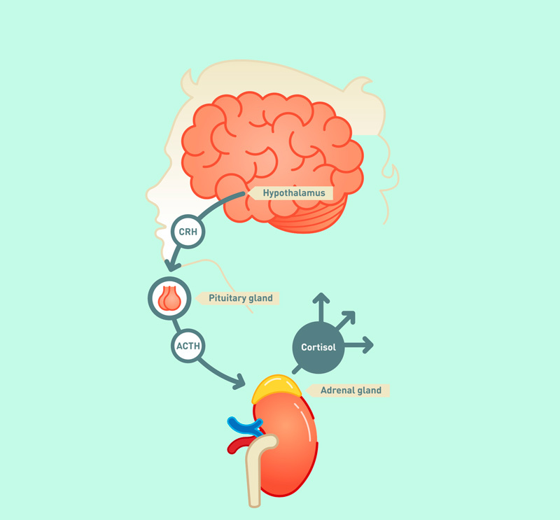 Как кортизол влияет на ваше здоровье