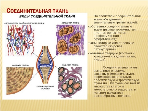 Соединительная ткань: сигнальная система в масштабе всего тела