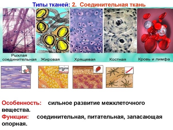 Соединительная ткань: сигнальная система в масштабе всего тела