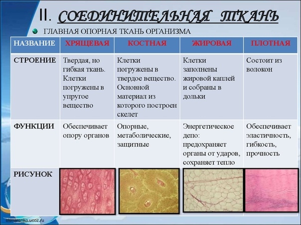 Соединительная ткань: сигнальная система в масштабе всего тела