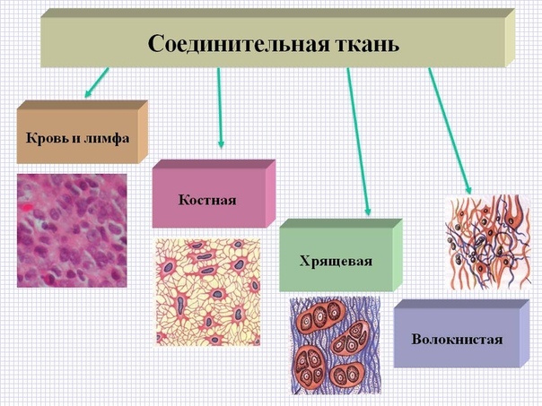 Соединительная ткань: сигнальная система в масштабе всего тела