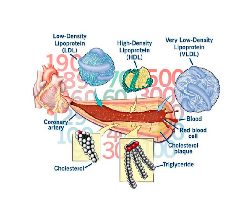 Что полезно знать про холестерин