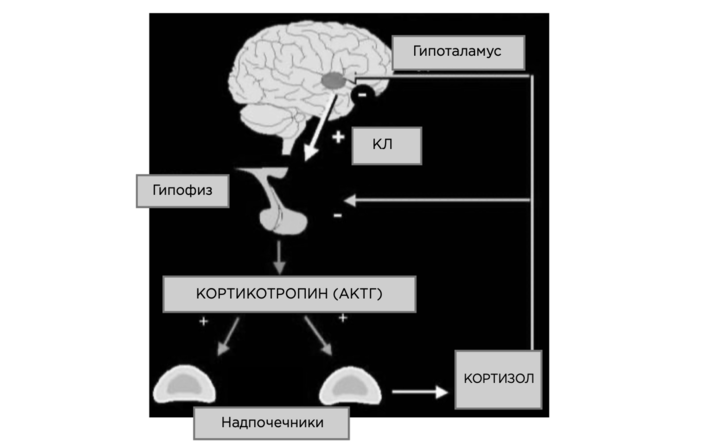 Как конфликты влияют на стресс и гормоны 