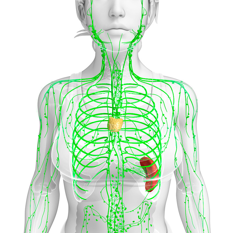 Как очистить организм через лимфатическую систему