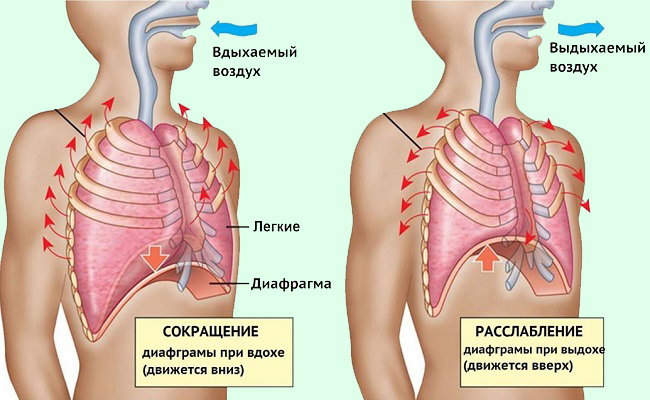 Техника речи. Речевое дыхание