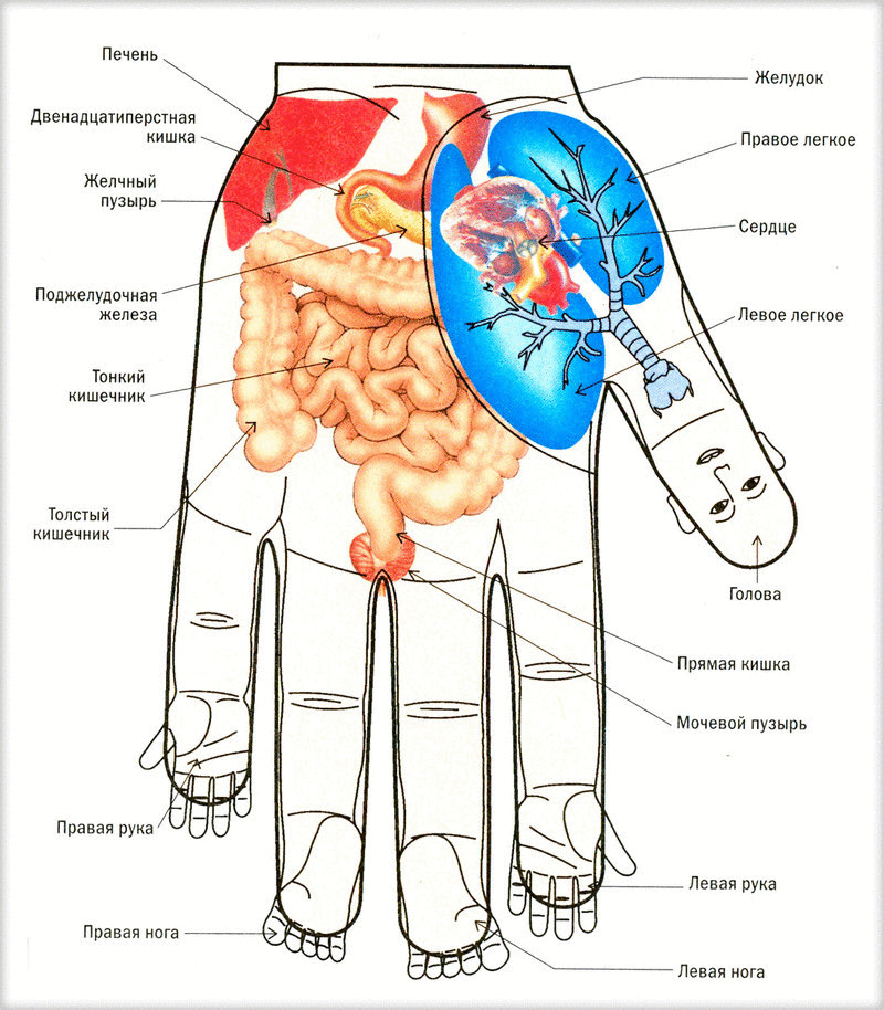 Точечный массаж рук для снижения аппетита и не только