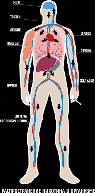  Неудобная правда о курении