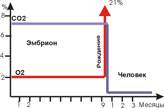 Оздоровительная техника дыхания по методу Бутейко