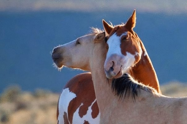 Фоторепортаж: Удивительная  забота и нежность зверей