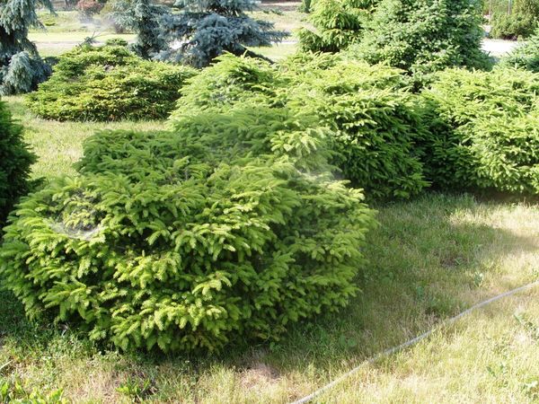 Самые маленькие хвойные деревья для небольших дачных участков