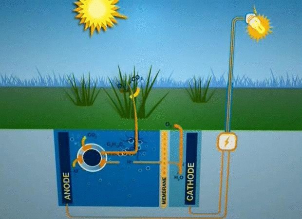 Ученые создали завод по выработке электричества из живых растений для питания уличных фонарей