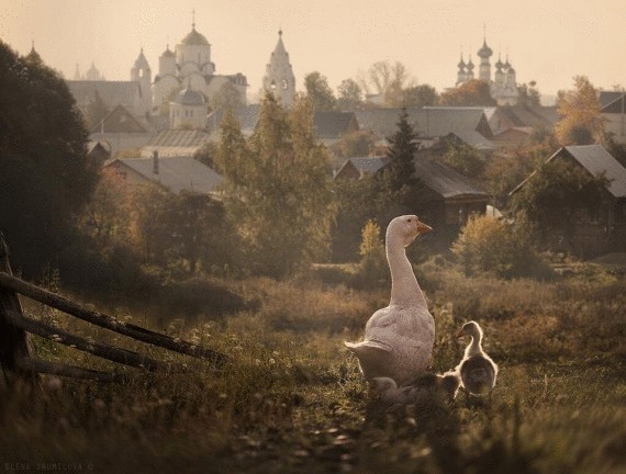 Невероятный по красоте репортаж Елены Шумиловой о жизни в деревне 