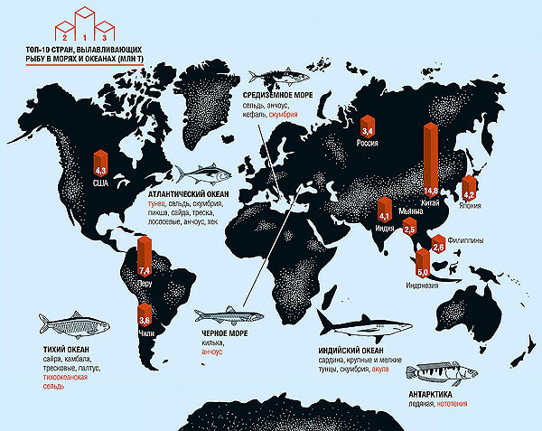 Интереснейшая инфографика для любителей рыбы