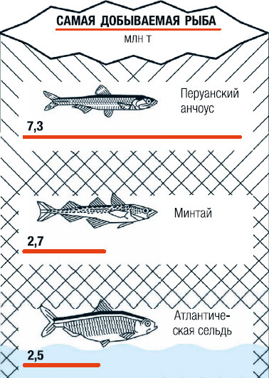 Интереснейшая инфографика для любителей рыбы