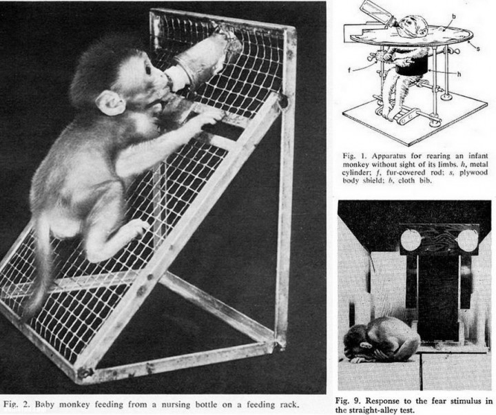 Эксперимент Гарри Харлоу: Как возникает любовь