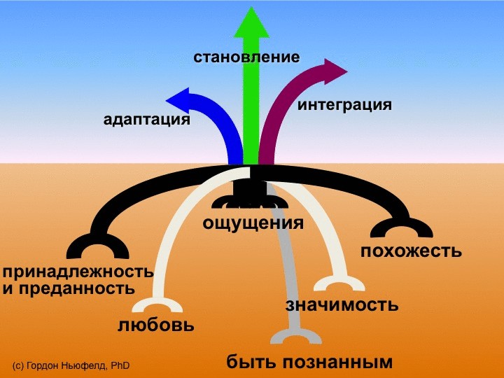 Гордон Ньюфелд об уровнях привязанности